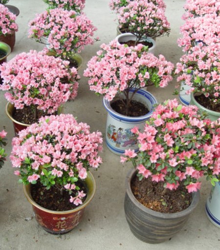 蜡皮杜鹃修剪视频