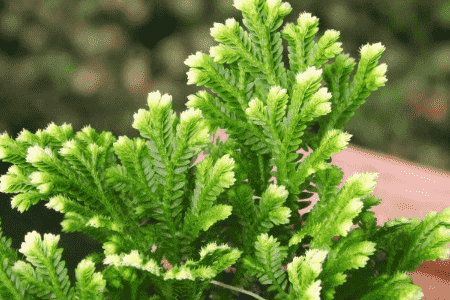 珊瑚草的养殖方法和注意事项视频