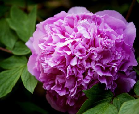 牡丹花都有哪些