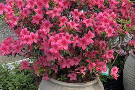 杜鹃花是几月开放的