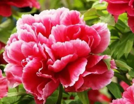 牡丹花有哪些花型(牡丹花都有哪些)