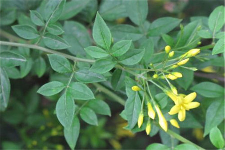 探春花怎么繁殖