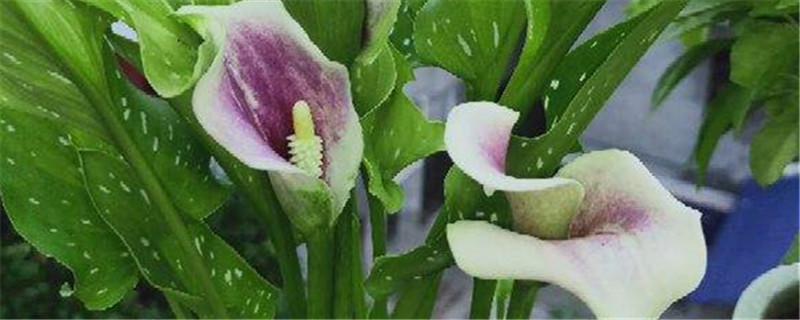 马蹄莲适合深盆还是浅盆马蹄莲适合多大的盆(马蹄莲要用多大的盆栽)