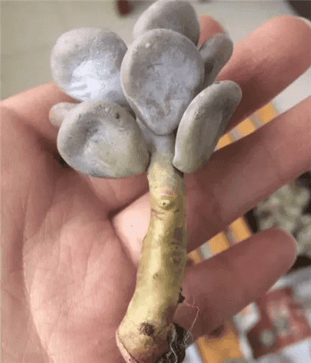 多肉换盆容易死吗