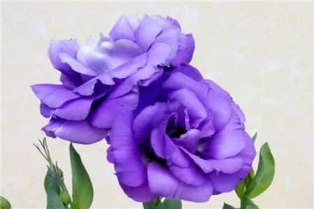 秋天阳台适合种什么植物