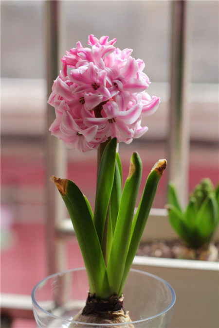 风信子水培方法视频