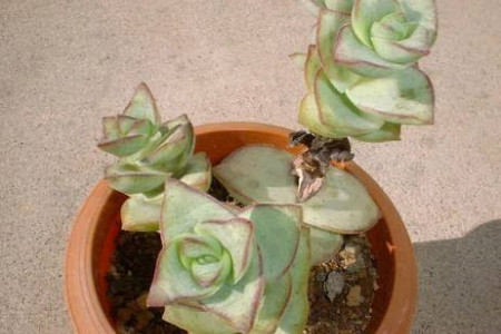 星王子扦插的方法图解