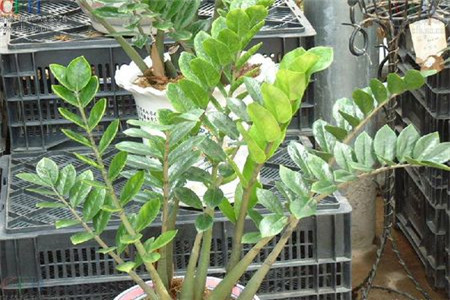 龙凤木的养殖方法和管理