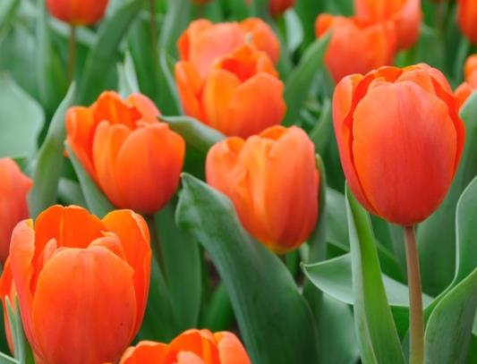 刚买回来的郁金香怎么处理