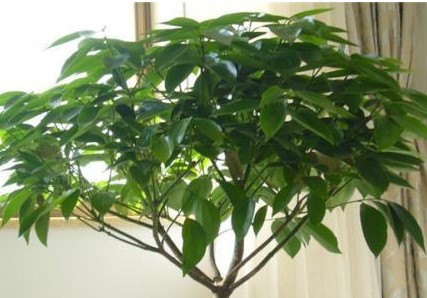 平安树叶子下垂枝干发皱