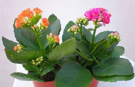 长寿花期怎样浇水