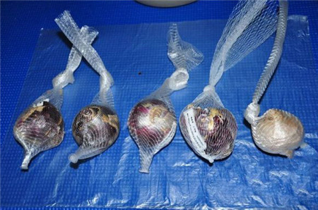 风信子水培方法视频