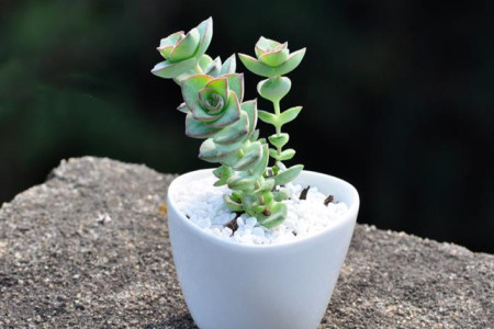 星王子扦插的方法图解