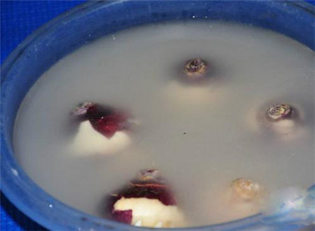 风信子水培方法视频