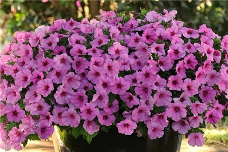 秋天阳台适合种什么植物