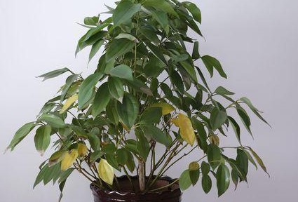 平安树叶子下垂枝干发皱