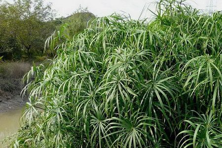 水竹黄叶子是怎么回事