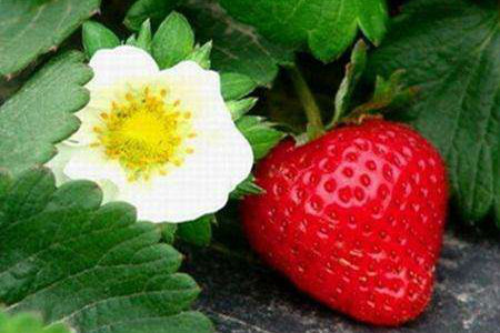 冬天种草莓什么时候结果