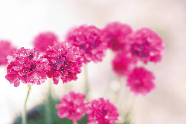 想成为养花高手这些窍门你应该知道(想成为养花高手这些窍门你应该知道吗)