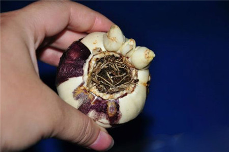 风信子水培方法视频