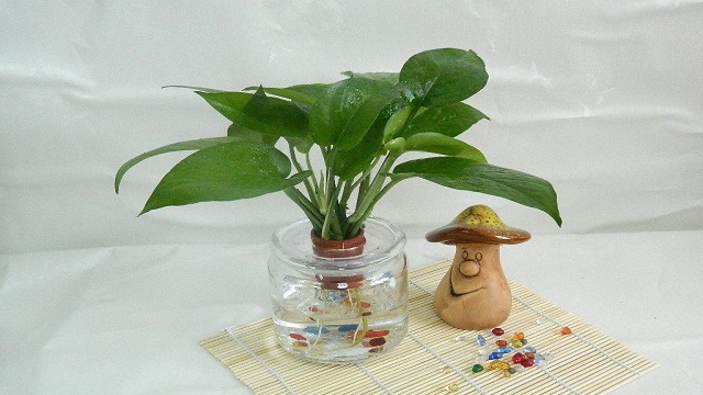 水培绿萝水里放什么绿萝水培的注意事项(水培绿萝要加什么肥料)