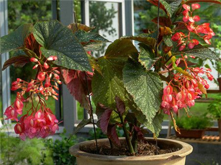 竹节海棠花期施什么肥