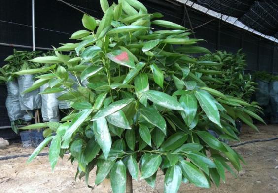 平安树多久浇一次水每2个月一次,视情况而定(平安树多久浇一次水?)