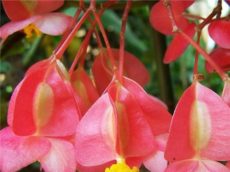 竹节海棠花期施什么肥