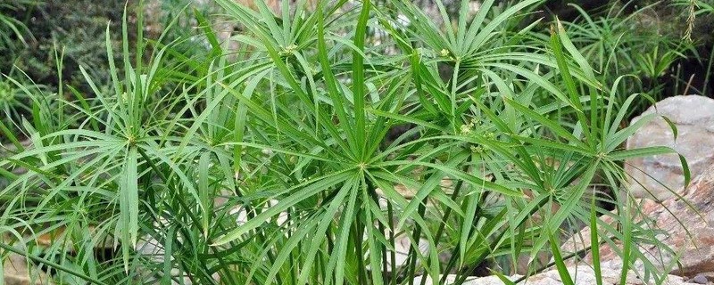 水竹黄叶怎么办黄叶枯萎的原因及补救办法(水竹黄叶子是怎么回事)