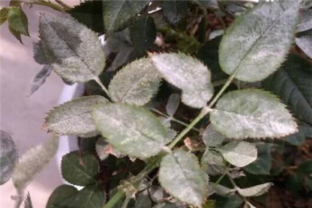 月季=药罐子学会这5个技巧保你月月开花不招虫！(月季是药罐子养着不吉利吗)