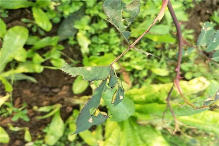 月季是药罐子养着不吉利吗