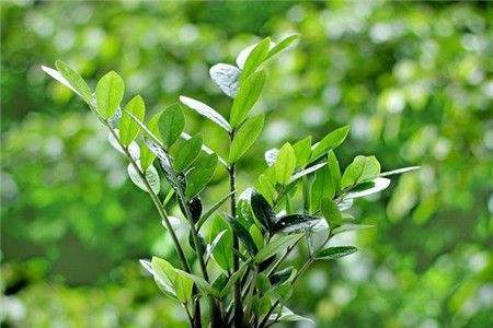 金钱树浇多少水最好