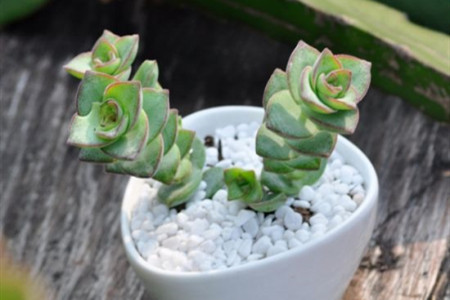 星王子扦插的方法图解