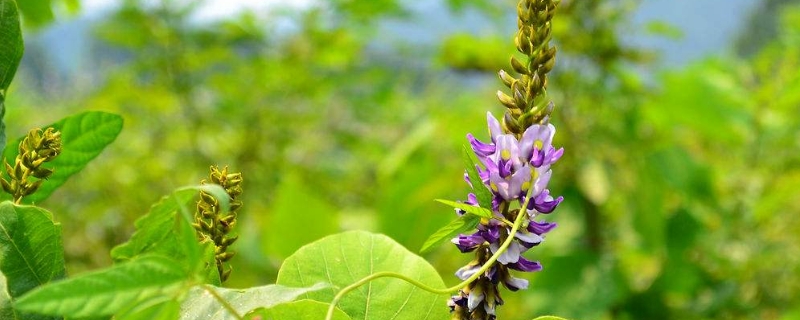 野葛的养殖方法和注意事项(野葛根百科)