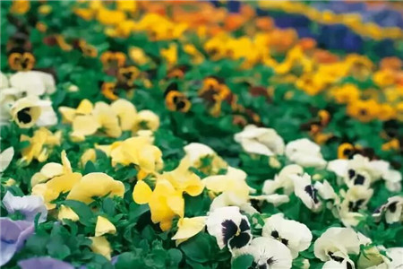 秋天阳台适合种什么植物