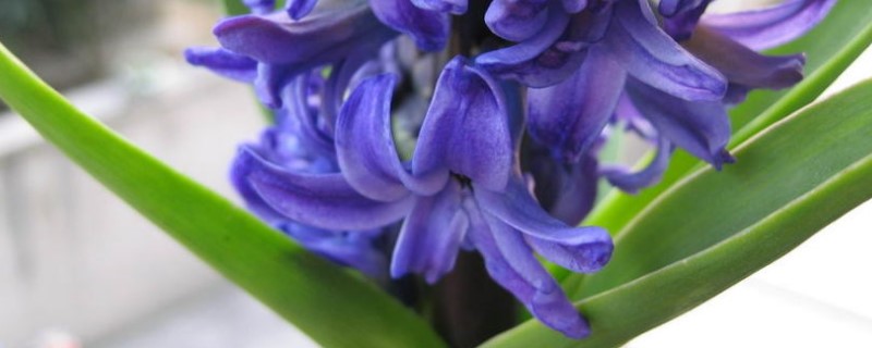风信子怎么水培风信子水培方法和注意事项(风信子水培方法视频)
