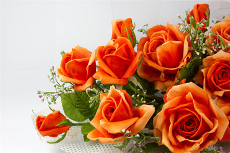 月季和蔷薇的区别主要有