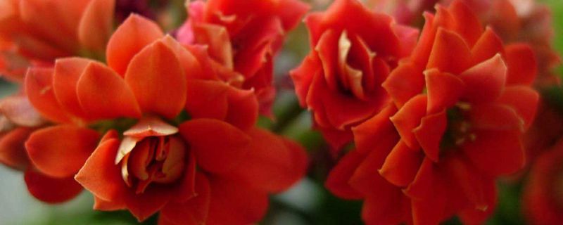 长寿花开花时怎么浇水(长寿花期怎样浇水)