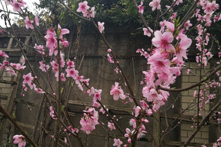 盆栽桃花开花期间浇水