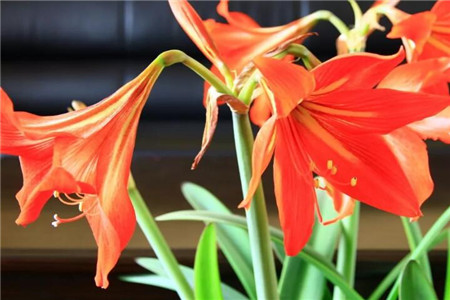 秋天阳台适合种什么植物