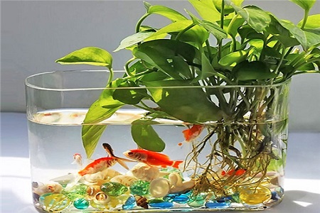 水培绿萝要加什么肥料