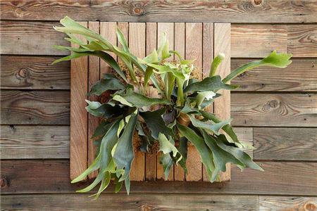 鹿角蕨苗怎么养