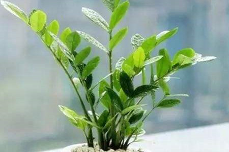 金钱树浇多少水最好