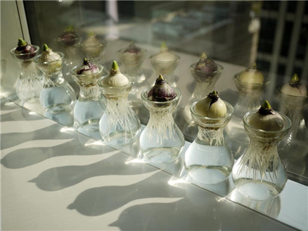 风信子水培方法视频