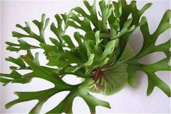 鹿角蕨怎么分株栽种(鹿角蕨苗怎么养)