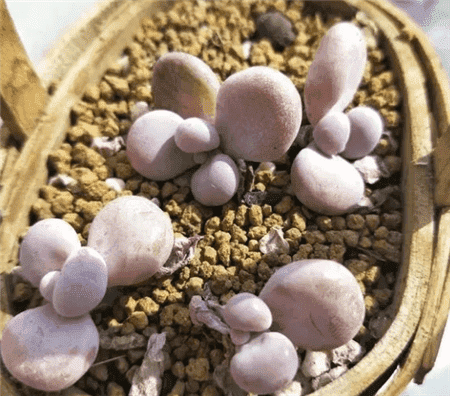 多肉换盆容易死吗