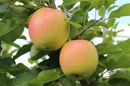 果树打药时间和方法李子树