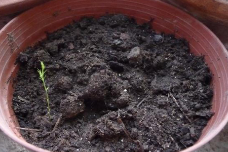 草莓种子怎么种发芽率高