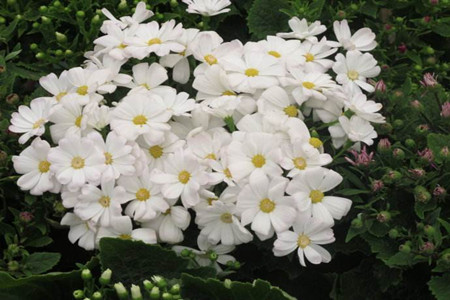 瓜叶菊放室内还是室外养