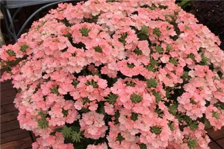 秋天阳台适合种什么植物